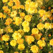Chrysanthemum indicum 'Goldmarianne': Bild 2/3