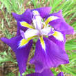 Iris ensata 'Sensation': Bild 1/2