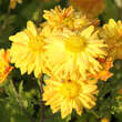 Chrysanthemum indicum 'Goldmarianne': Bild 3/3