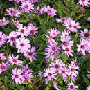 Aster dumosus 'Rosenwichtel' - Kissenaster