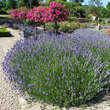 Lavandula angustifolia 'Hidcote': Bild 5/5