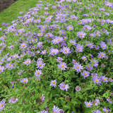 Aster amellus 'Rudolf Goethe' - Bergaster