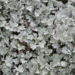 Artemisia stelleriana: Bild 3/4