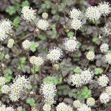 Acaena microphylla 'Kupferteppich' - Stachelnüsschen