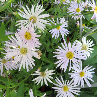 Aster pyrenaeus 'Lutetia'