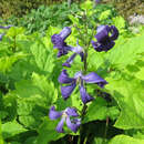 Clematis heracleifolia - Staudenwaldrebe