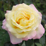 Rose 'Gloria Dei' - Moderne Edelrose