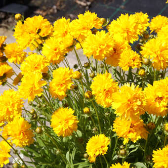 Coreopsis grandiflora 'Sunray'