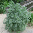 Artemisia absinthium: Bild 1/8