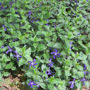 Vinca major balcanica - Großes Immergrün