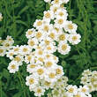 Achillea ageratifolia (a.aizoon): Bild 1/2