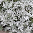 Artemisia stelleriana: Bild 2/4