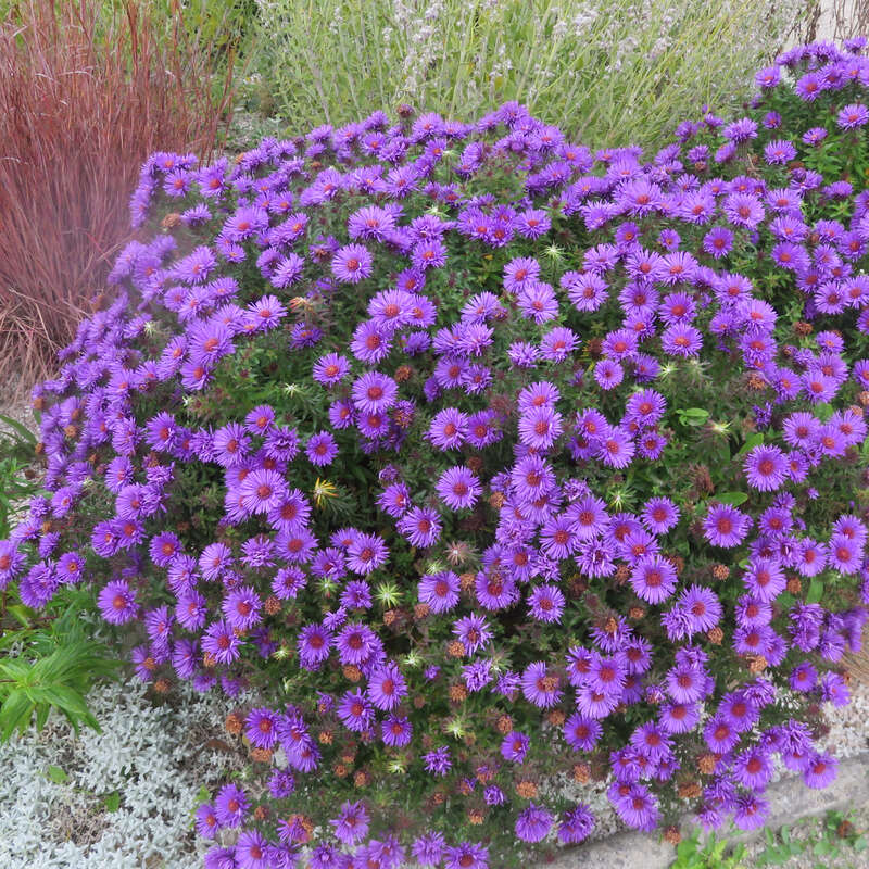 Kissenaster - Aster dumosus 'Lady in Blue' - blau