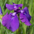 Iris ensata 'Loyalty': Bild 1/1