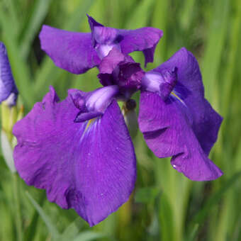 Iris ensata 'Loyalty'