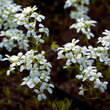 Arabis procurrens: Bild 1/2