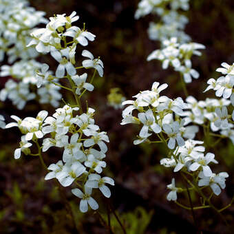 Arabis procurrens