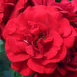 Rose 'Ulmer Münster': Bild 2/6
