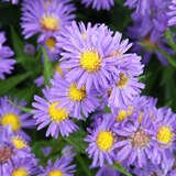 Aster novi-belgii 'Schöne v. Dietlikon' - Glattblatt-Aster