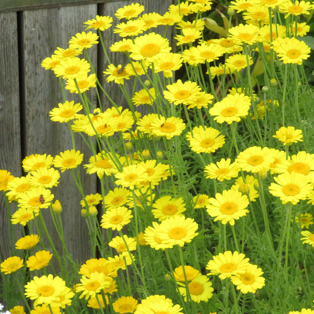 F rberkamille Anthemis Tinctoria Kelwayi Gelb Kaufen Praskac F rberkamille Anthemis Tinctoria Kelwayi Gelb Kaufen Praskac