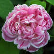 Rose 'Honorine de Brabant' (bourb.): Bild 2/3