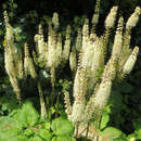 Actaea simplex 'White Pearl' - Silberkerze