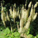 Actaea simplex 'White Pearl' - Silberkerze