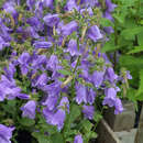 Campanula sarmatica - Sarmatische Glockenblume