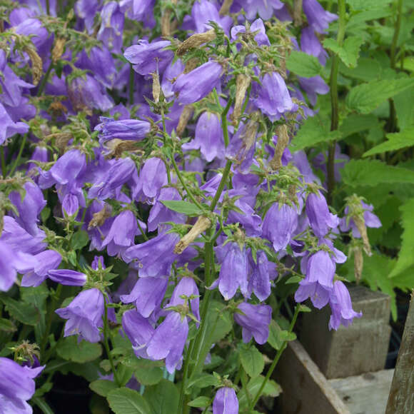 Campanula sarmatica: Bild 1/1 Campanula sarmatica: Bild 1/1