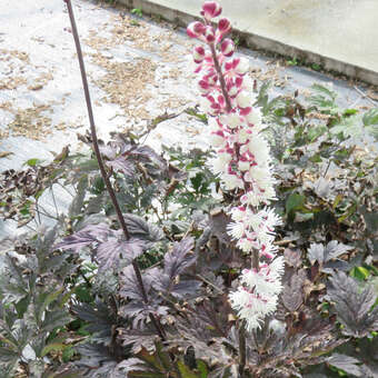 Actaea simplex 'Brunette': Bild 2/4