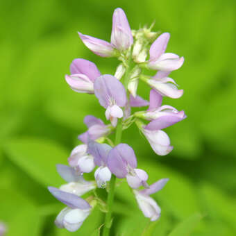 Desmodium canadense