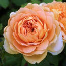 Englische Strauchrose - Rose 'Golden Celebration'