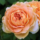 Rose 'Golden Celebration' - Englische Strauchrose