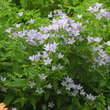 Campanula lactiflora 'Loddon Anna': Bild 2/2
