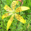 Lilium 'Golden Tiger': Bild 4/5
