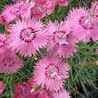 Dianthus gratianopolitanus 'Carina': Bild 2/2