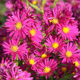 Aster n.b. 'Crimson Brocade'