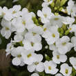 Arabis caucasica 'Bakkely': Bild 3/4