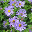 Aster amellus 'Glücksfund': Bild 1/1