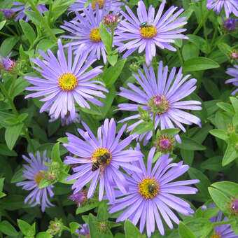 Aster amellus 'Glücksfund'