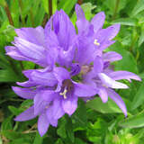 Campanula glomerata 'Acaulis' - Knäuel-Glockenblume