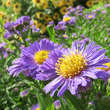 Aster novi-belgii 'Schöne v. Dietlikon': Bild 4/5