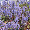 Ajuga reptans 'Catlin's Giant' - Günsel