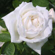 Rose 'Frau Karl Druschki': Bild 3/3