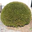 Taxus baccata Kugel: Bild 17/20