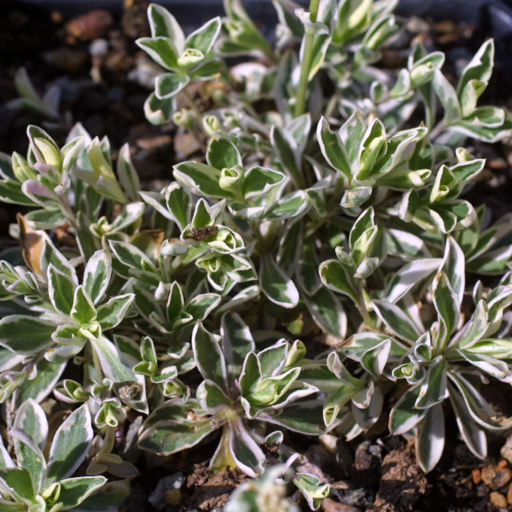 Gänsekresse Arabis procurrens