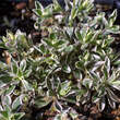 Arabis procurrens: Bild 2/2