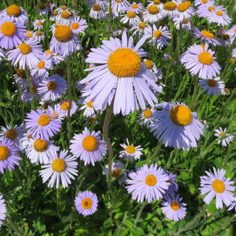 Aster tongolensis 'Wartburgstern'