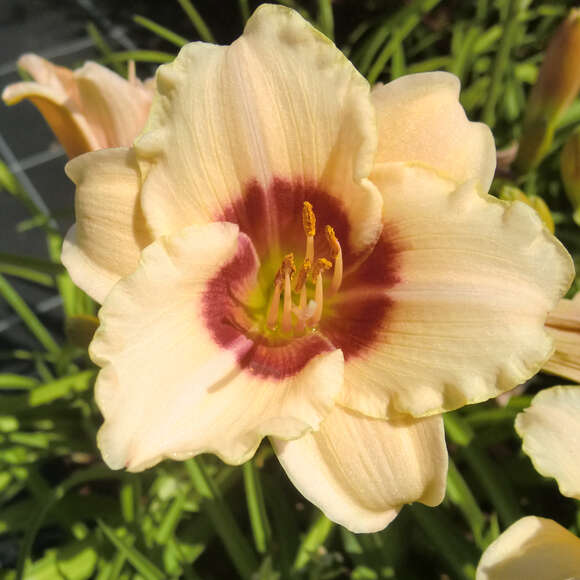 Hemerocallis 'Brilliant Circle': Bild 4/4 Hemerocallis 'Brilliant Circle': Bild 4/4