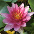 Nymphaea 'Rembrandt': Bild 1/1
